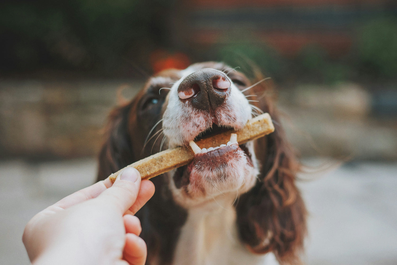 Snacks